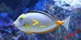Instalarea Fish Shell pe Ubuntu