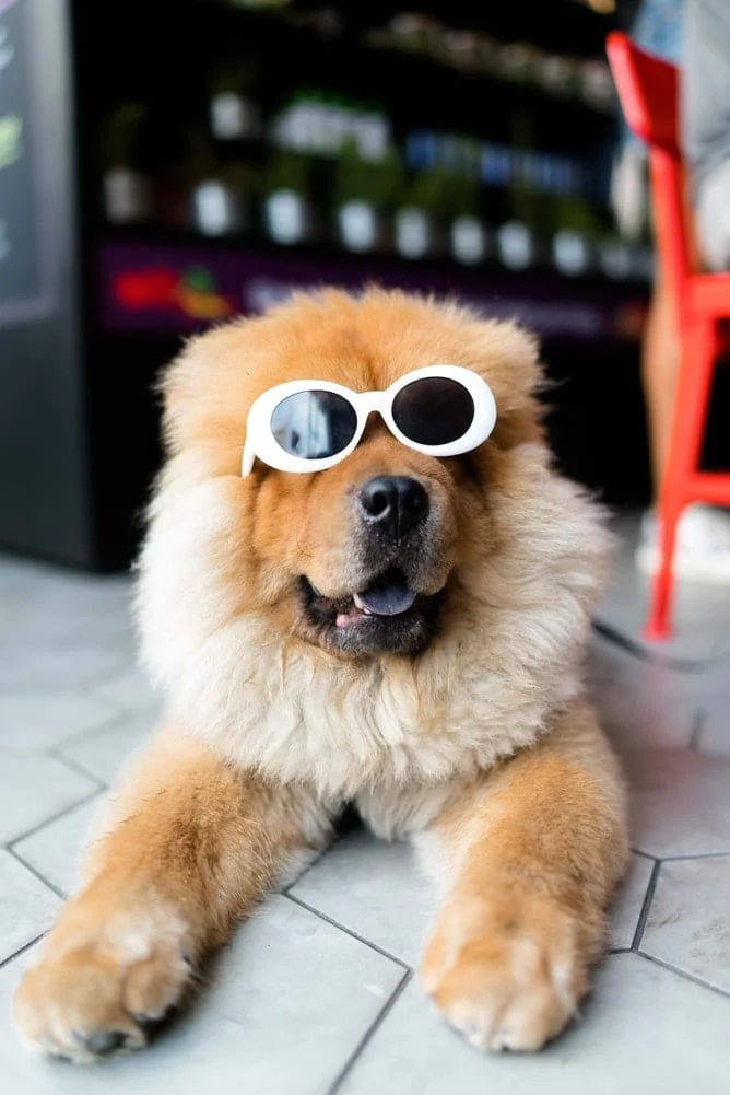Podłączanie Androida lub iPhonea do kamery Furbo Dog