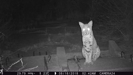 Night Vision ทำงานอย่างไร?