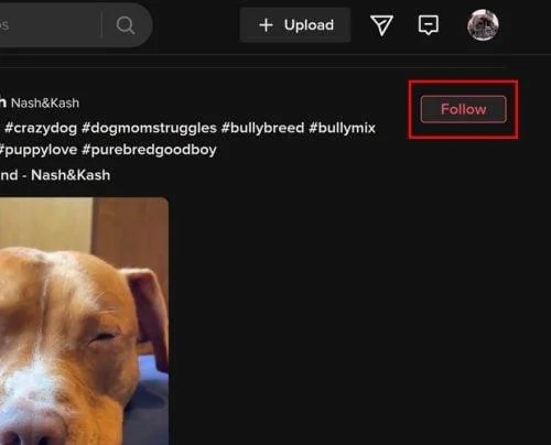 Cum să urmărești și să anulezi cu ușurință pe cineva pe TikTok
