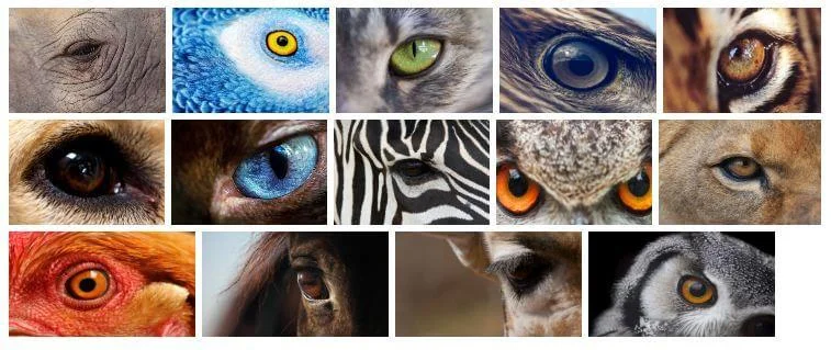 WILD EYES THEME FOR WINDOWS 10 (DOWNLOAD)