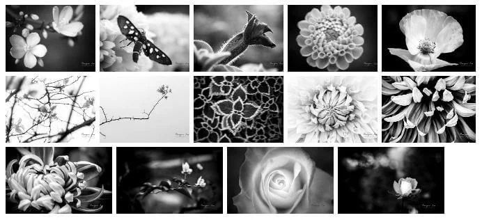 FLORAL GEOMETRY THEME FOR WINDOWS 10 (DOWNLOAD)