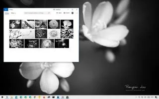 ТЕМА «ЦВЕТОЧНАЯ ГЕОМЕТРИЯ» ДЛЯ WINDOWS 10 (СКАЧАТЬ)