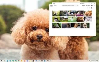ТЕМА СОБАКИ И КОШКИ ДЛЯ WINDOWS 10 (СКАЧАТЬ)