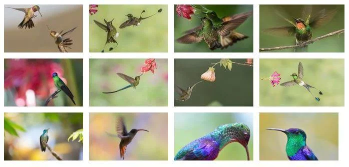 NATIONAL GEOGRAPHIC HUMMINGBIRDS THEME FOR WINDOWS 10 (DOWNLOAD)