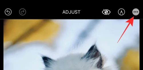 iOS 16의 iPhone 사진 앱에서 편집 내용을 복사하는 방법