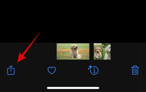 IOS 16: 사진으로 스티커를 만드는 방법