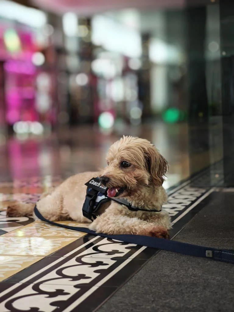 Recensione Xiaomi 14 Ultra: lo smartphone fotografico definitivo