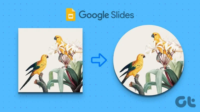 4 maneiras de cortar uma imagem em um círculo no PowerPoint