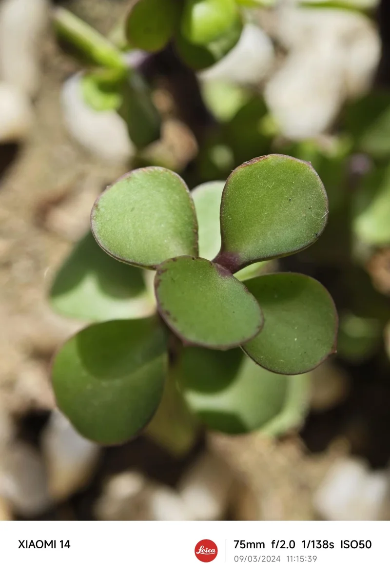 Recensione Xiaomi 14: quasi Leica DSLR in tasca
