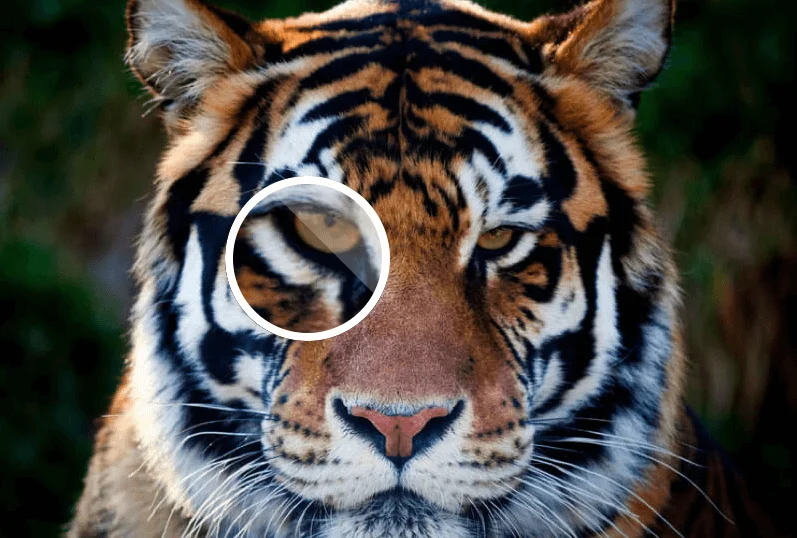 Comment augmenter la résolution de l'image sans Photoshop