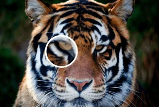 Cara Meningkatkan Resolusi Gambar Tanpa Photoshop